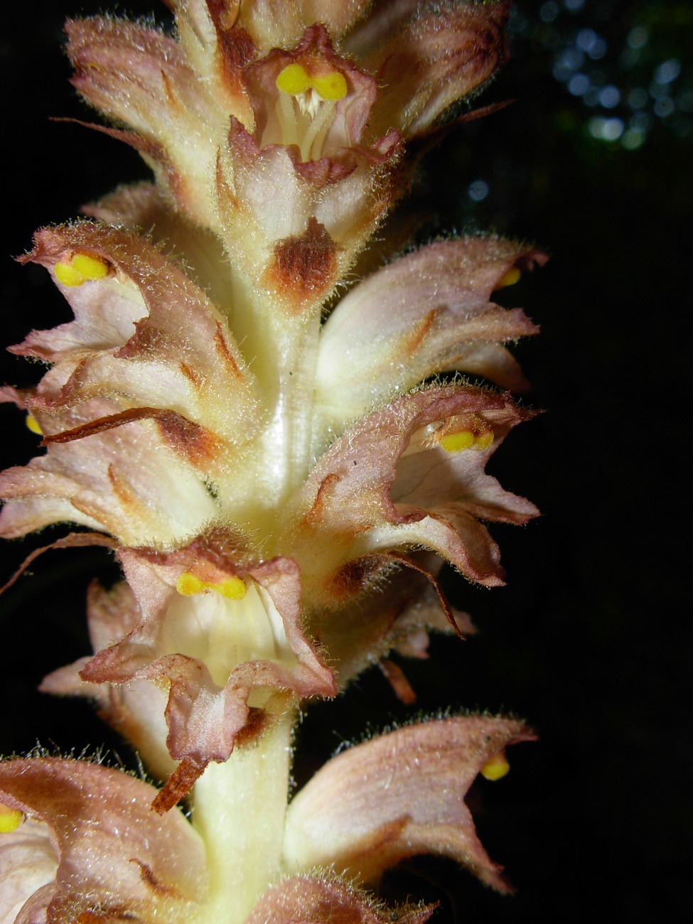 Orobanche rapum-genistae / Succiamele delle ginestre